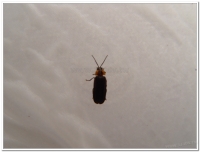 螢火蟲-梭德氏脈翅螢(Curtos sauteri)