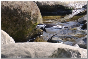 白面白鶺鴒(M. a. lugens)