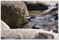 白面白鶺鴒(M. a. lugens)