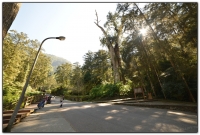 神木-溪頭旅遊景點