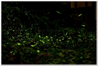 2017鹿谷、溪頭賞螢導覽活動開跑囉