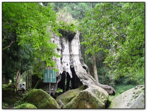 千古紅檜-杉林溪旅遊景點