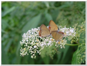 蝴蝶-紫日灰蝶(Heliophorus ila matsumurae)