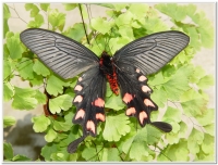 蝴蝶-台灣麝香鳳蝶(Byasa impediens febanus )