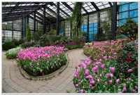 2015杉林溪鬱金香及茶花