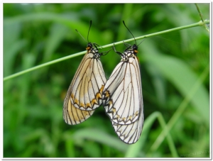 蝴蝶-細蝶(Acraea issoria formosana )