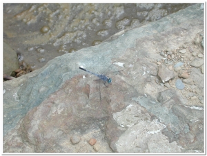 蜻蜓-侏儒蜻蜓(Diplacodes trivialis )