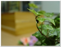 螢火蟲-黑翅螢(Luciola cerata)