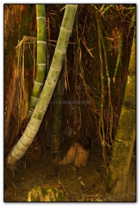 能屈能伸-杉林溪旅遊景點