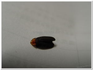 螢火蟲-赤腹窗螢(Pyrocoelia sanguiniventer)