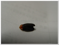 螢火蟲-赤腹窗螢(Pyrocoelia sanguiniventer)