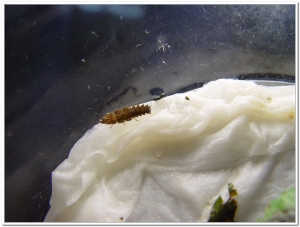 螢火蟲-蓬萊短角窗螢( Diaphanes formosus Olivier)