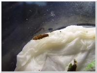 螢火蟲-蓬萊短角窗螢( Diaphanes formosus Olivier)