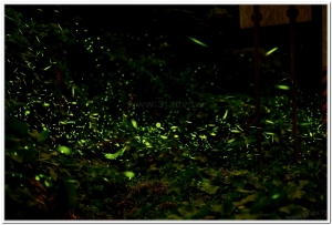 2014鹿谷賞螢活動開跑囉！