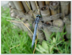 蜻蜓-呂宋蜻蜓(Orthetrum luzonicum )