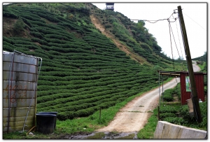 銀杏森林-杉林溪旅遊景點
