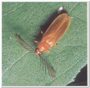 螢火蟲-雙色垂鬚螢(Stenocladius bicoloripes Pic)