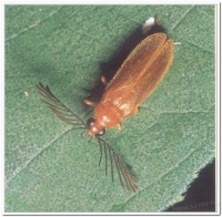 螢火蟲-雙色垂鬚螢(Stenocladius bicoloripes Pic)