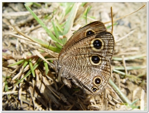 蝴蝶-台灣波紋蛇目蝶(Ypthima multistriata )