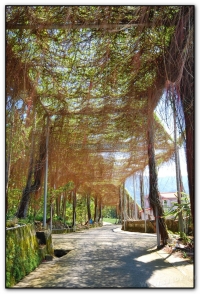 珠廉隧道-鹿谷旅遊景點