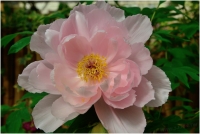 2015杉林溪牡丹花盛開了