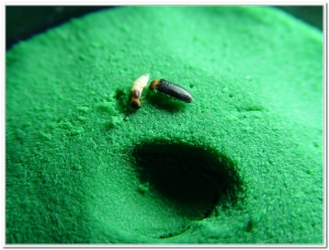 螢火蟲-紋螢(Luciola filiformis)