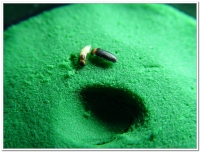 螢火蟲-紋螢(Luciola filiformis)