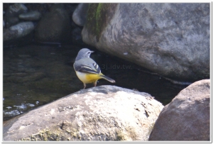 灰鶺鴒(motacilla cinerea)