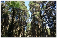 空中走廊-溪頭旅遊景點