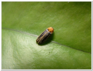 螢火蟲-黃緣螢(Aquatica ficta )