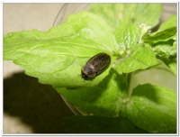 螢火蟲-雲南扁螢(Lucidina accensa)